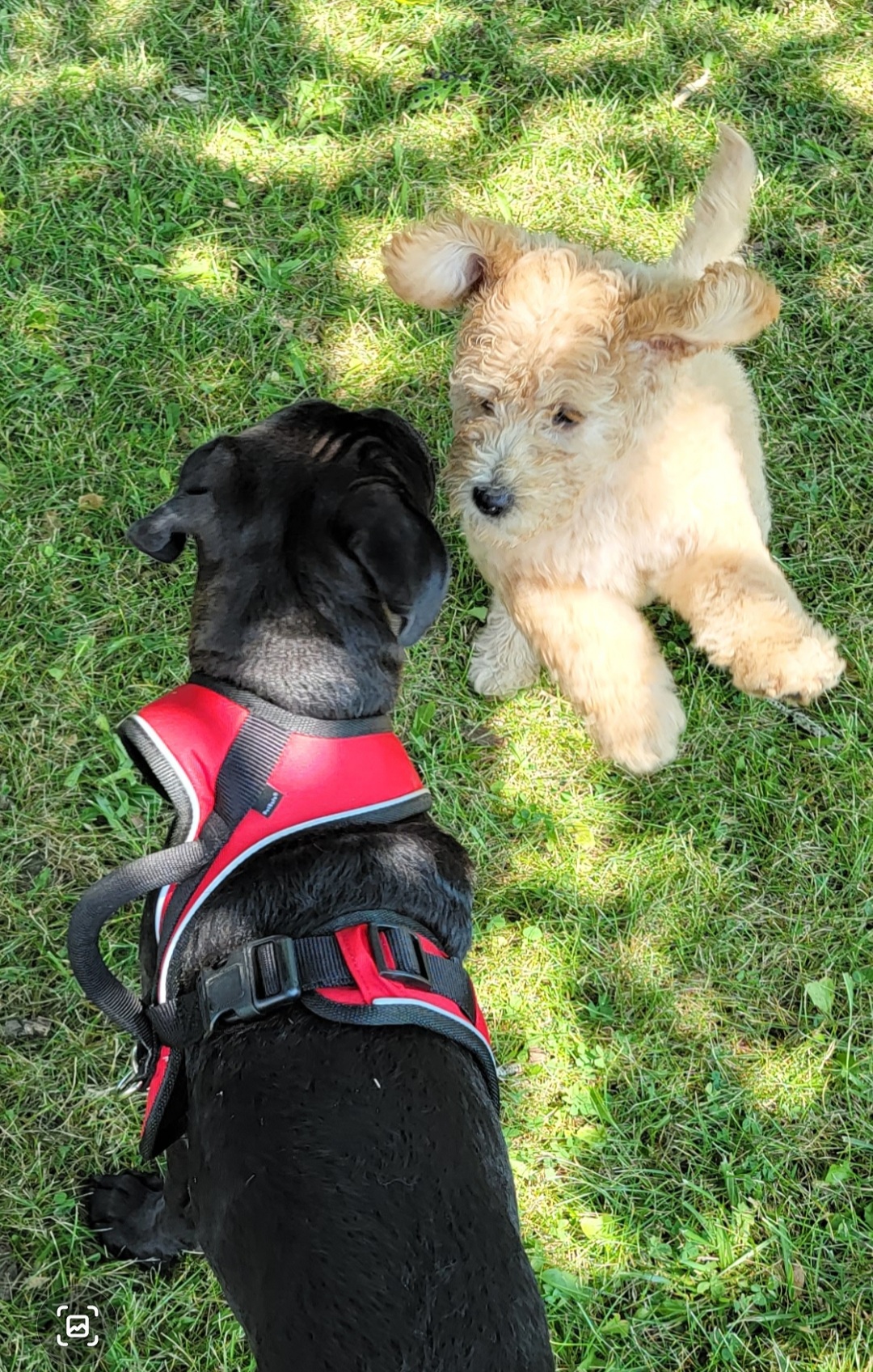 Our Faith, Our Family, & Our Friendships. Puppy play dates!