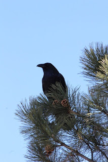 And a Corby in a Pine Tree, photo by J.J.