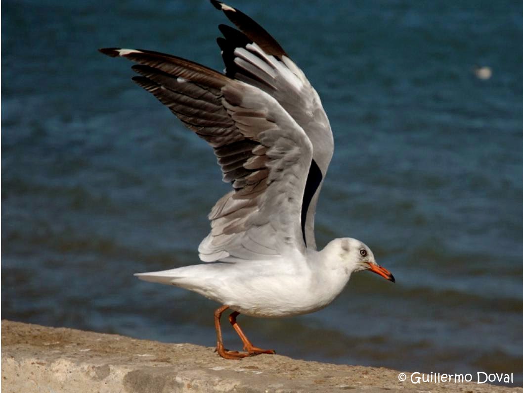 (Chroicocephalus cirrocephalus)Grey-headed gull / Gaviota cabecigris / Kaio burugrisa