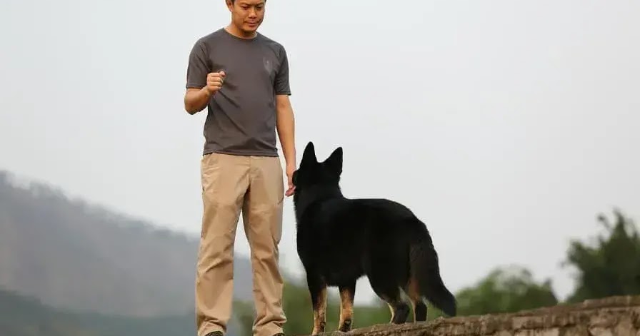 Wie Sie Ihrem Hund das Kommando (Schau mich an) beibringen Hund