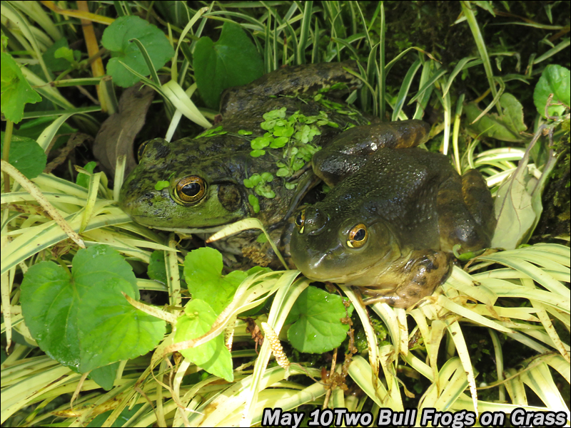 My Garden Bull frogs in my garden pond