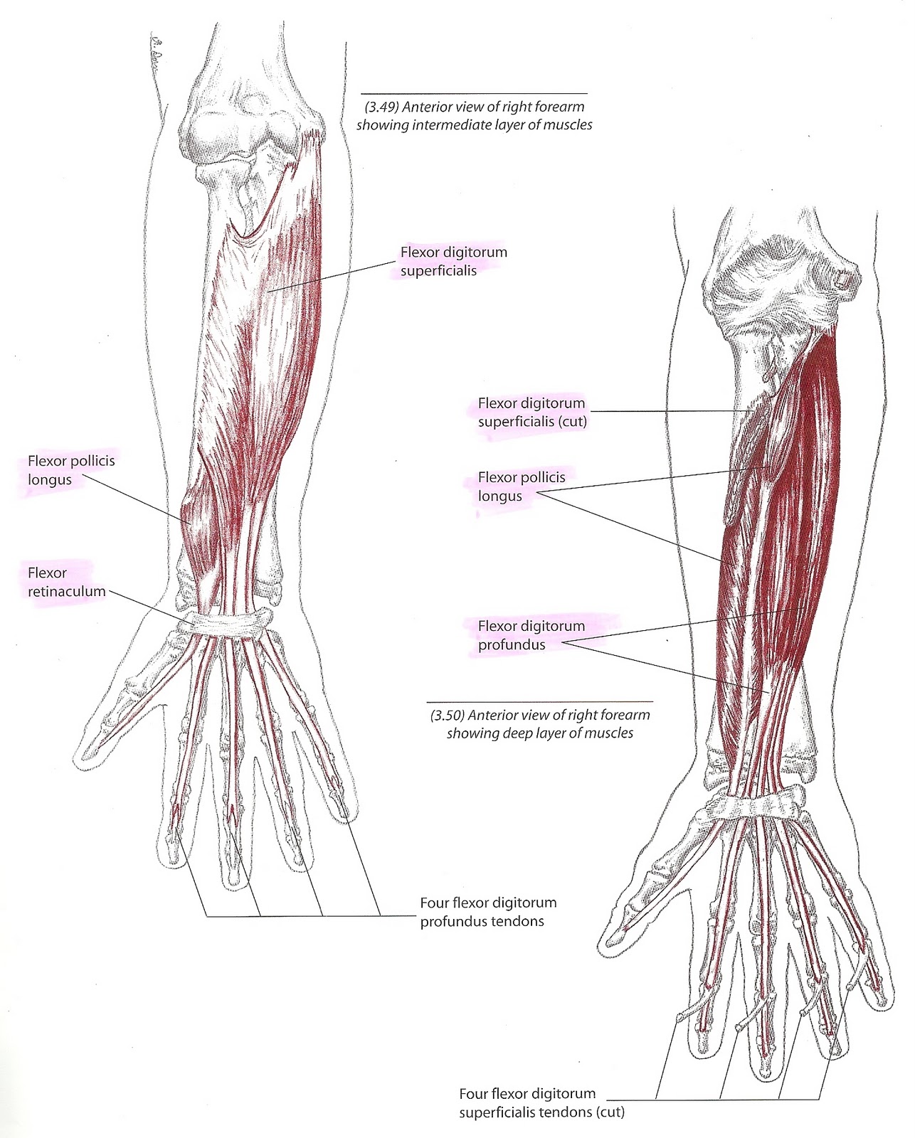 Keeping in Touch: Anatomy Lesson: The Carpal Tunnel