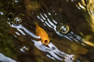 Fish Gasping for Air: Do Fish Need Oxygen? How to Increase Oxygen in Fish Tank Fish Gasping for Air: Do Fish Need Oxygen? How to Increase Oxygen in Fish Tank