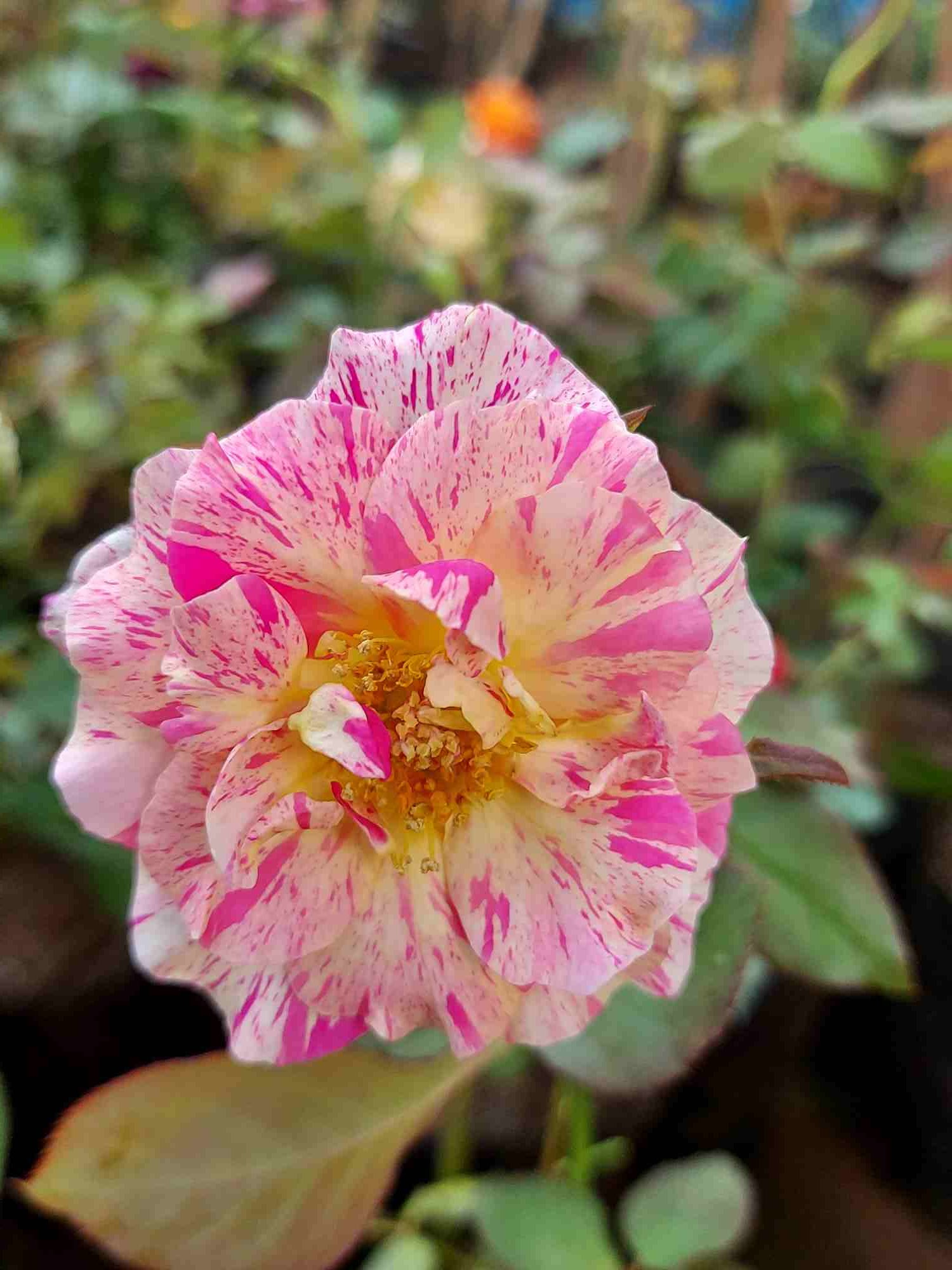 How to get more roses from rose plant Gardening basics