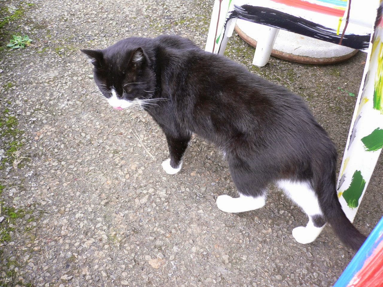 wokinisblog von Angelface Können Katzen Farben sehen?