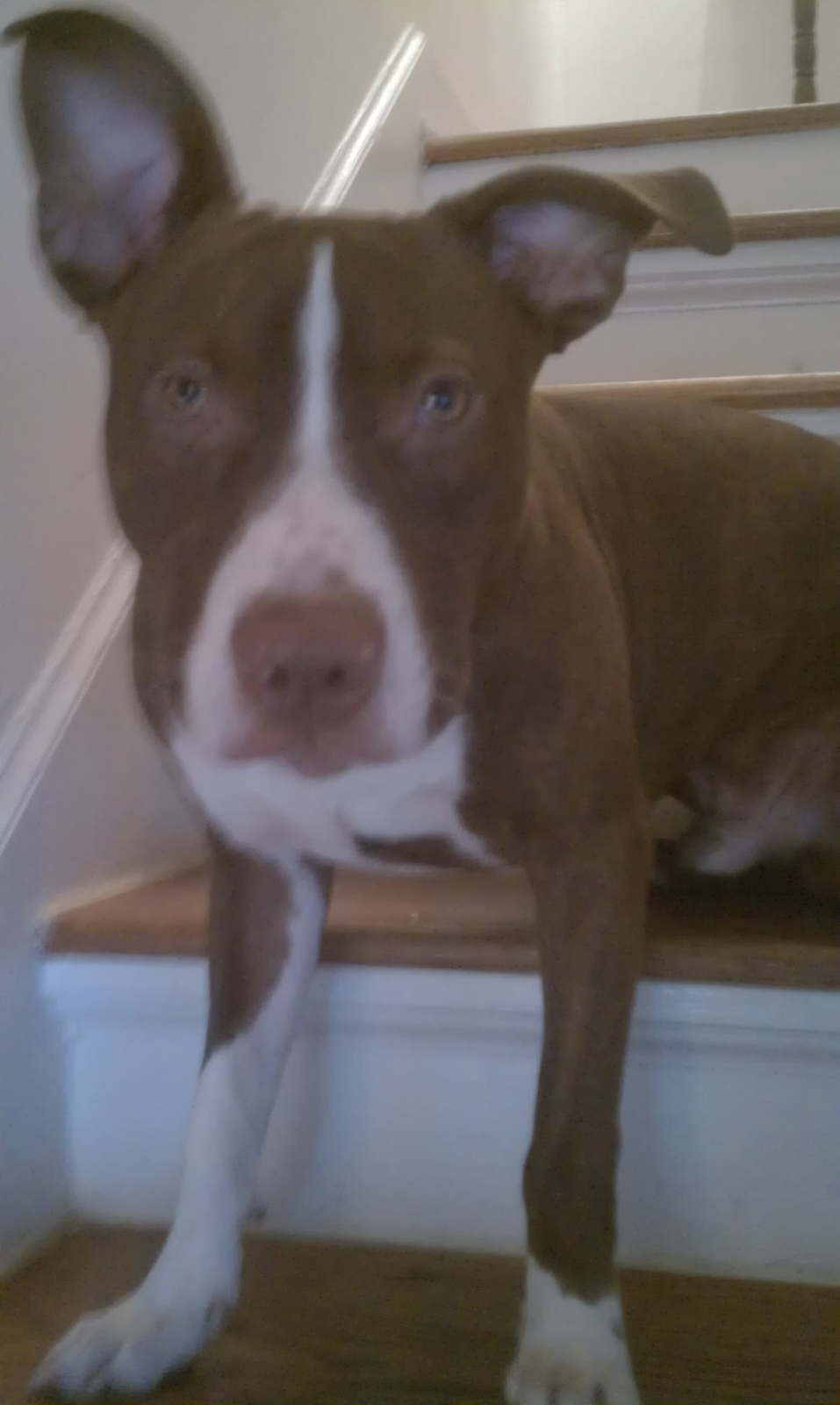bloomingdale found pit bull male, very sweet & scared, brown & white