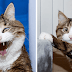 Cute Cat With A Mobility Problem Amazes The World With Funny Facial Expressions