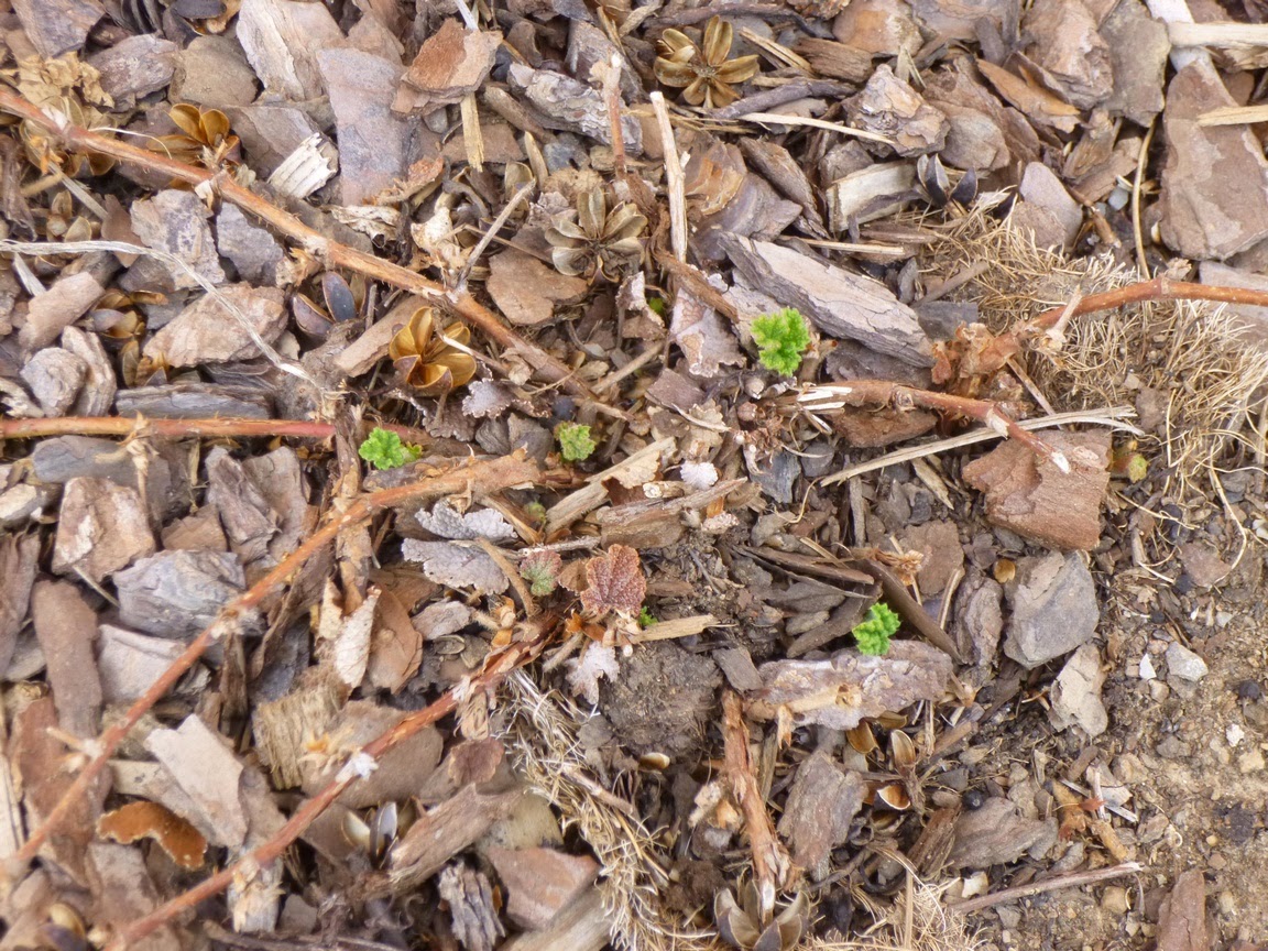 Rubus calycinoides (a.k.a. Rubus pentalobus), Creeping Raspberry Rubus calycinoides (a.k.a. Rubus pentalobus), Creeping Raspberry