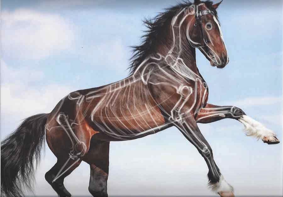 Joe Weatherly Fine Art: Horse drawing demos and diagrams.