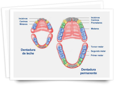 Dr. Luis Pastor González V: DENTICIÓN TEMPORAL, DENTICIÓN MIXTA ...