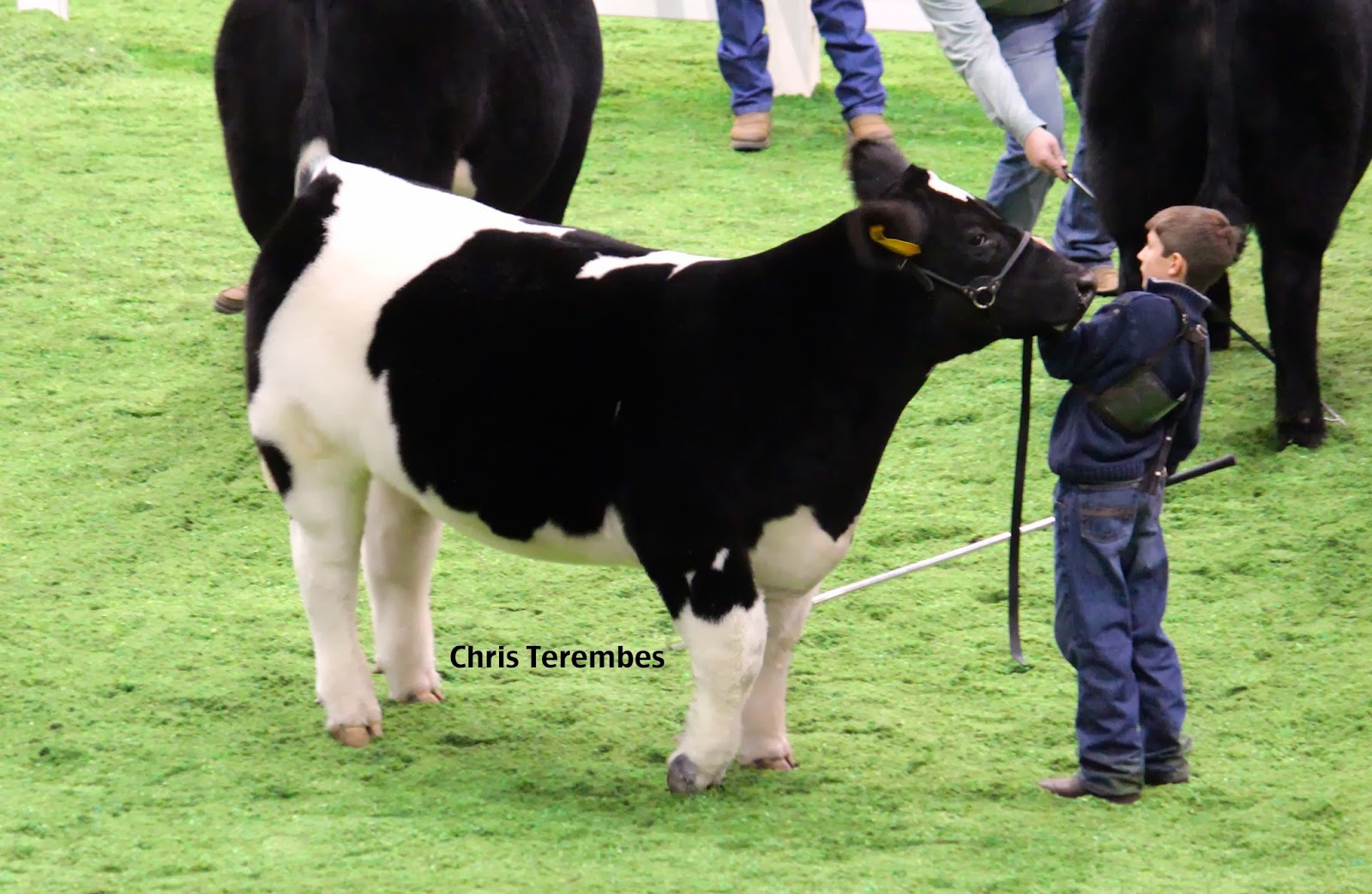 Executive Sires, Inc. 2013 American Royal Market Steer Show Class