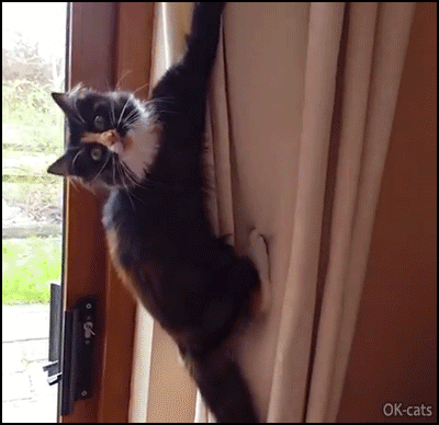 Funny Cat GIF • Crazy cat climbing curtains like a spider like a monkey. Naughty boy