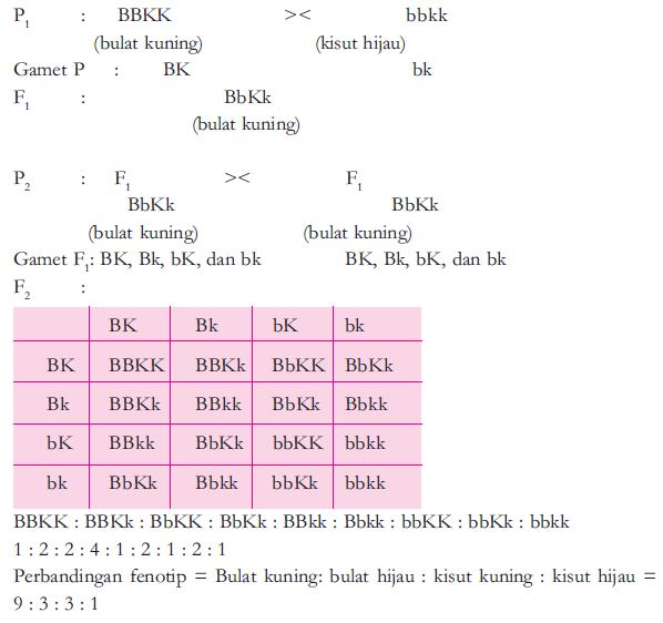 Pengertian dan Contoh Persilangan Dihibrid dan Monohibrid