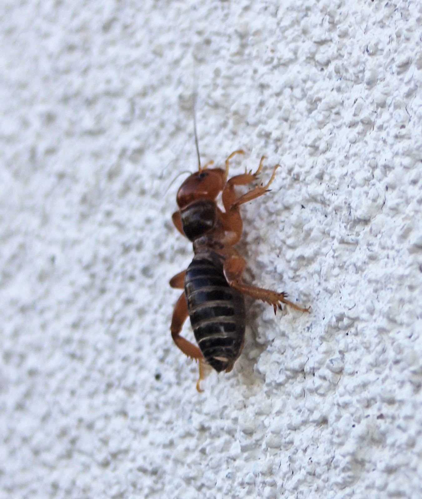 La Cresta Critters Jerusalem Cricket