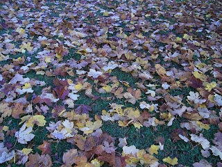 CIMG2686 - Vackra höstfärger