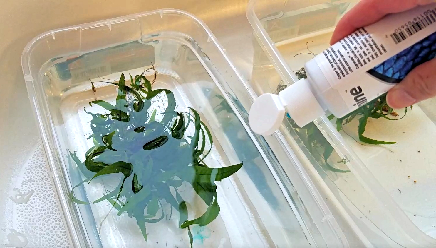 Aquarium Plant Dips For Snails & Bleach, Alum & Copper Comparison