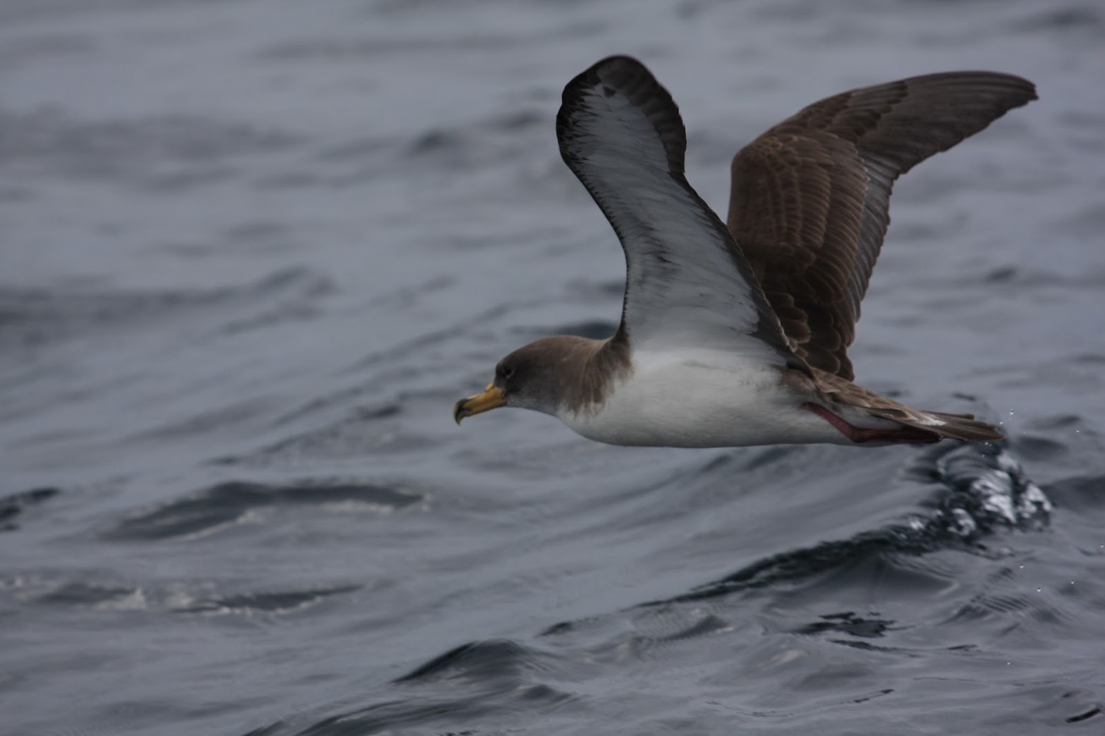 19 CAGARROS DEVOLVIDOS À NATUREZA NA CIDADE DA LAGOA ~ Um Olhar Povoacense