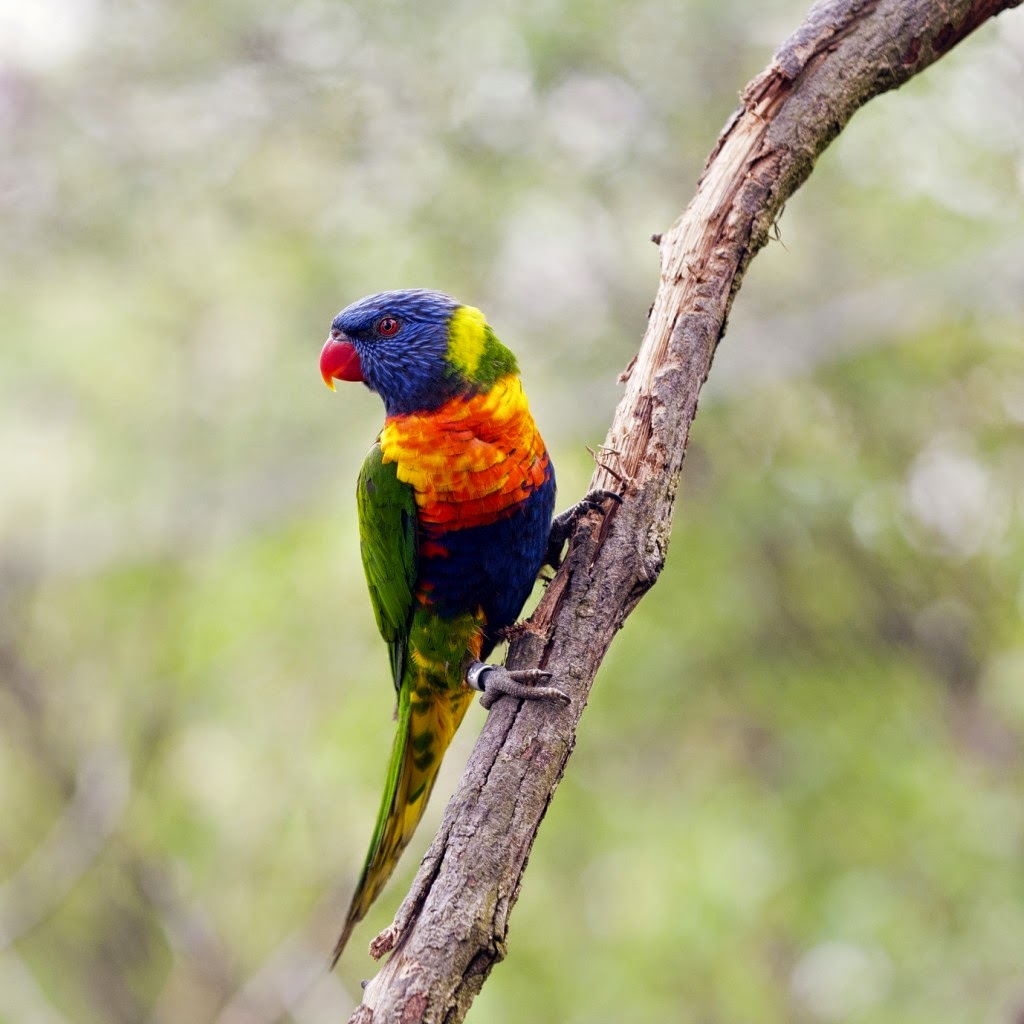 Kumpulan Foto Burung Beo Terbaik ~ FOTO BURUNG KICAU