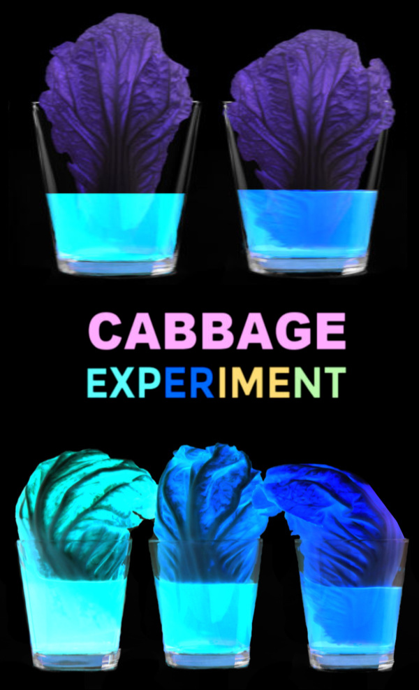 Can you make cabbage glow? Find out with this super cool science experiment for kids! #glowingcabbageexperiment #glowingexperiments #glowingscienceexperiments #cabbageexperiment #cabbagesciencefairproject #lettucescience #scienceexperimentskids #scienceforkids #growingajeweledrose Can you make cabbage glow? Find out with this super cool science experiment for kids! #glowingcabbageexperiment #glowingexperiments #glowingscienceexperiments #cabbageexperiment #cabbagesciencefairproject #lettucescience #scienceexperimentskids #scienceforkids #growingajeweledrose