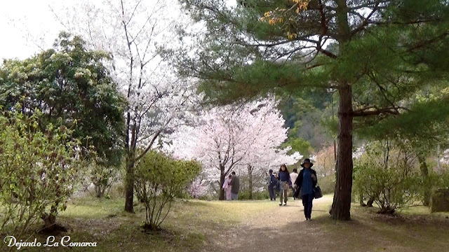 Día 14 - Kyoto (Arashiyama) - Japón primavera 2016 - 18 días (con bajo presupuesto) (6)