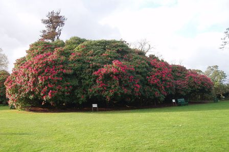 Lost Gardens of Heligan, Cornwall