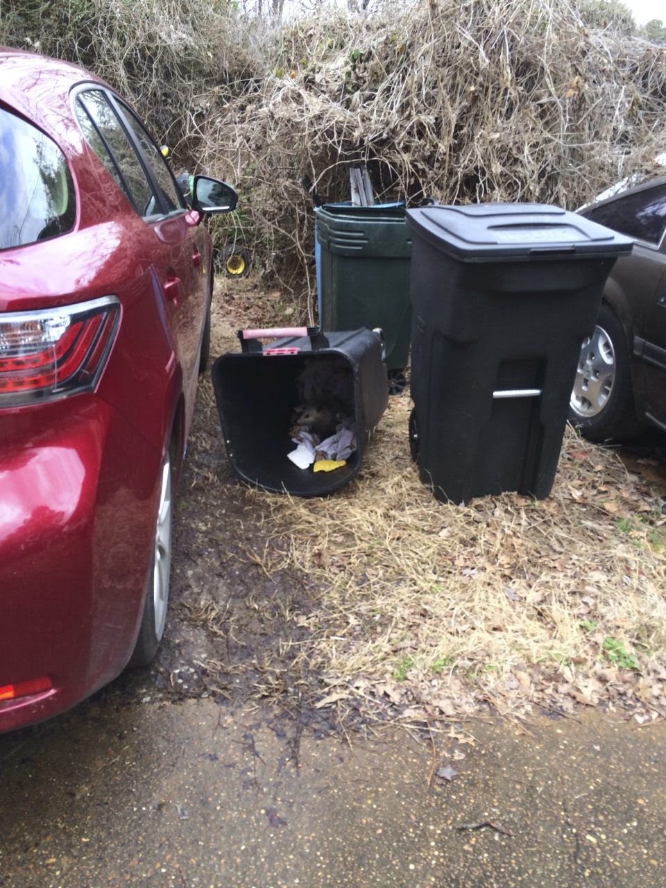 Suzassippi's Lottabusha County Chronicles Possum in the trash can