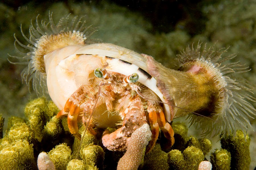 hermit crab - sea anemones