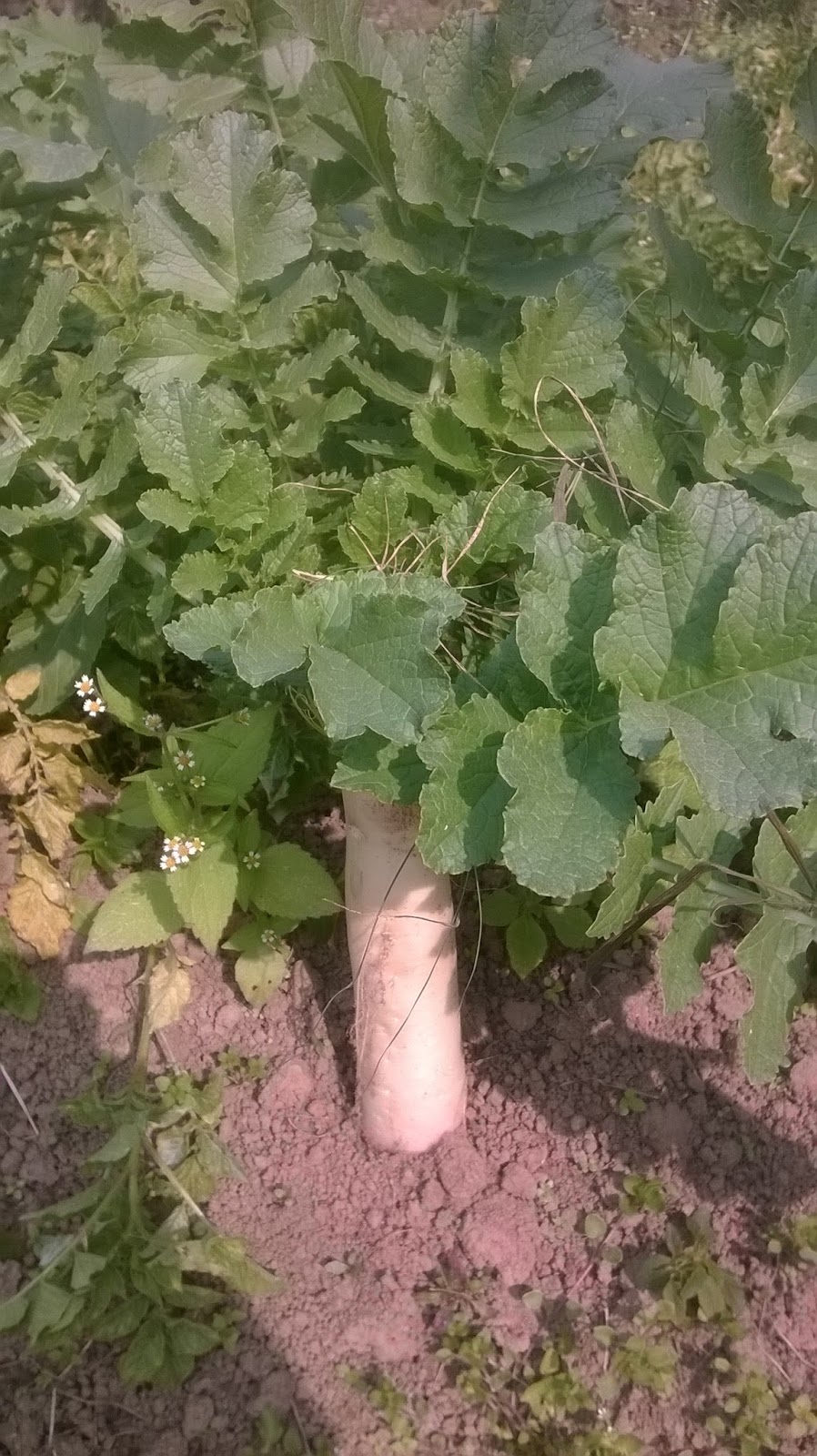 Radish Seed Production Root to Seed Method AgriTimes In The Zone