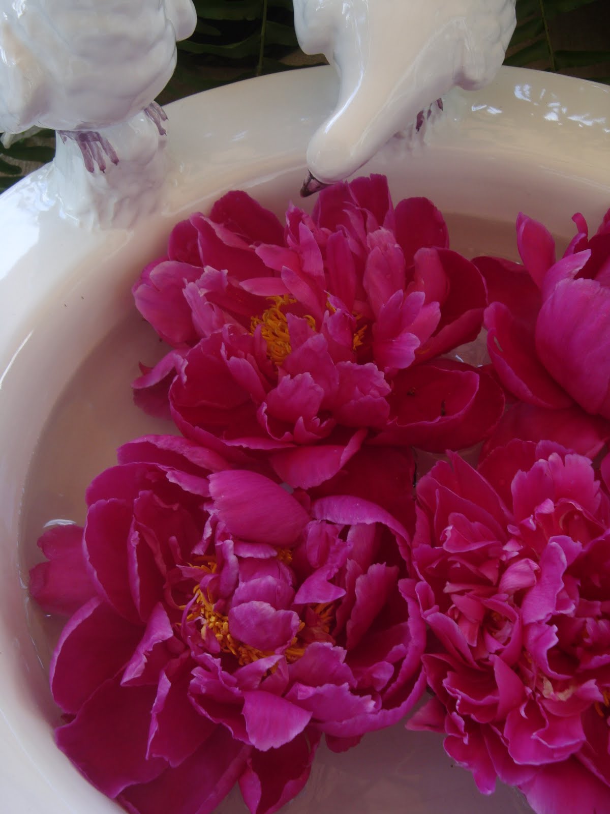 The Polohouse Why can't peonies bloom all summer?