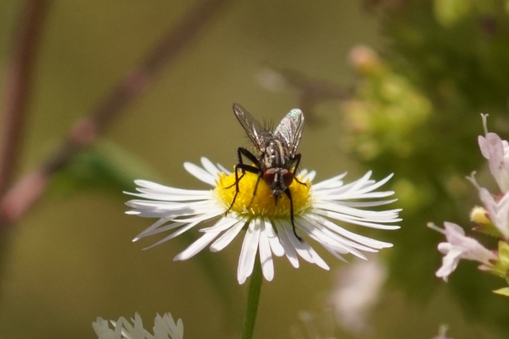 Buenavista Photo / H.P. Holzer Insekten im Garten