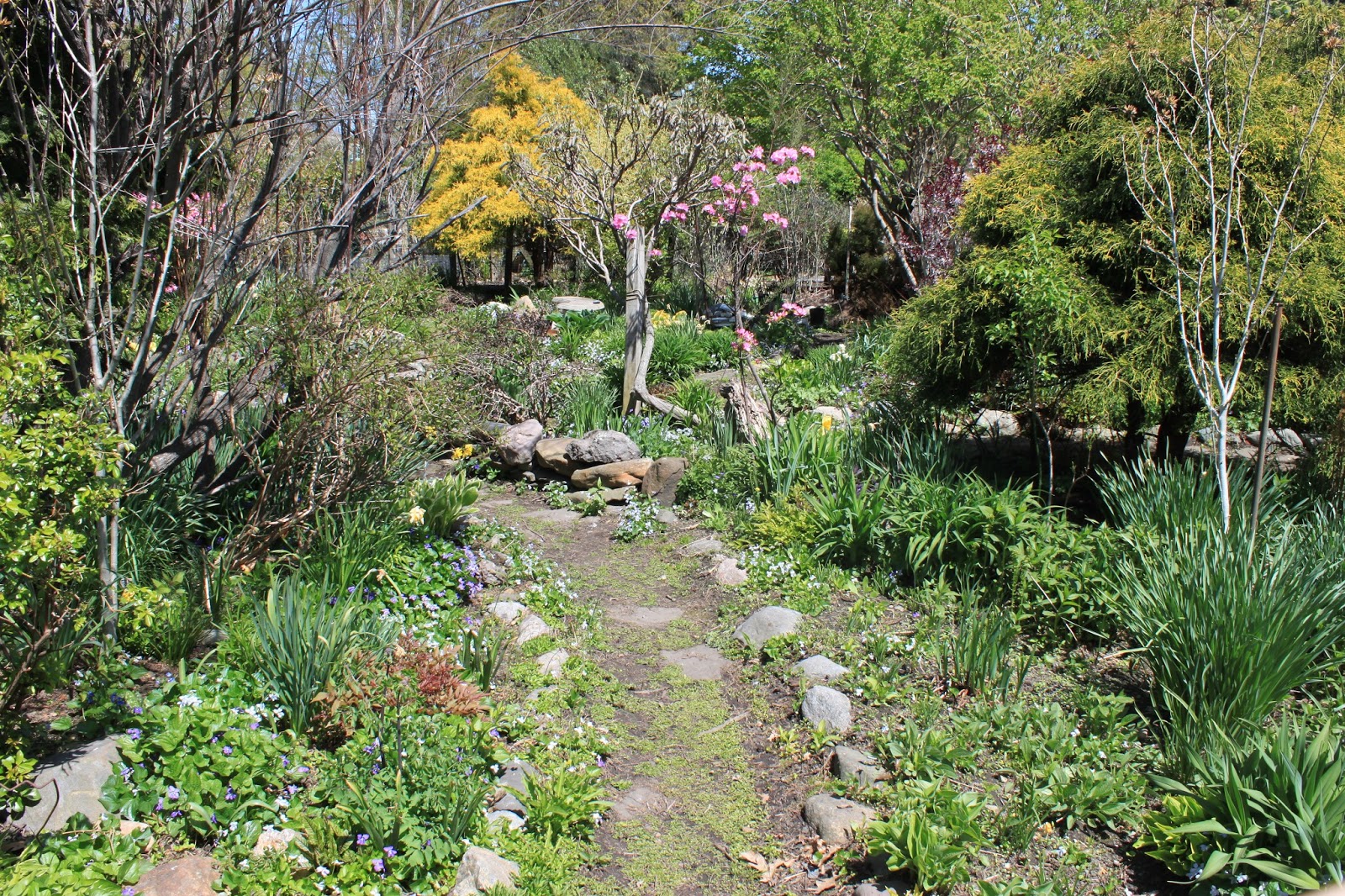 A Lady in Boston The Fenway Victory Gardens
