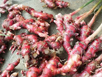 Cara Menanam dan Budidaya Jahe Merah dengan Polybag