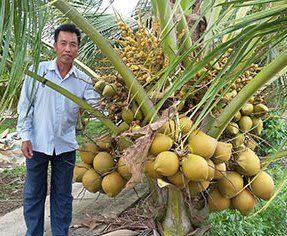 Thăm Vườn Dừa Xiêm Đỏ Mã Lai 7 Tháng Tuổi - Cung Cấp Dừa Mã Lai Tươi ,Dửa Mã  Lai Giống