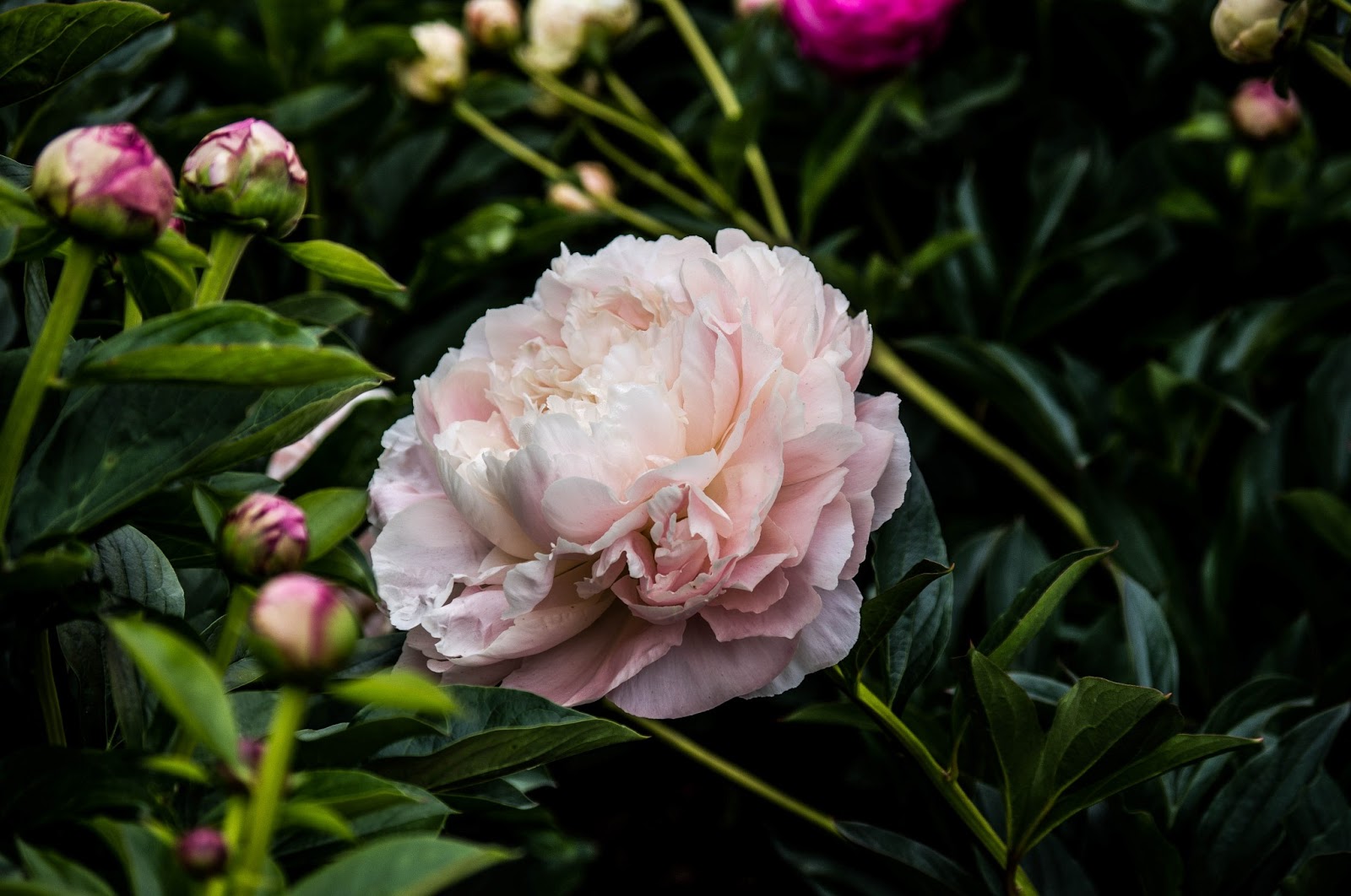 Thom Zehrfeld Photography Peony Season Three