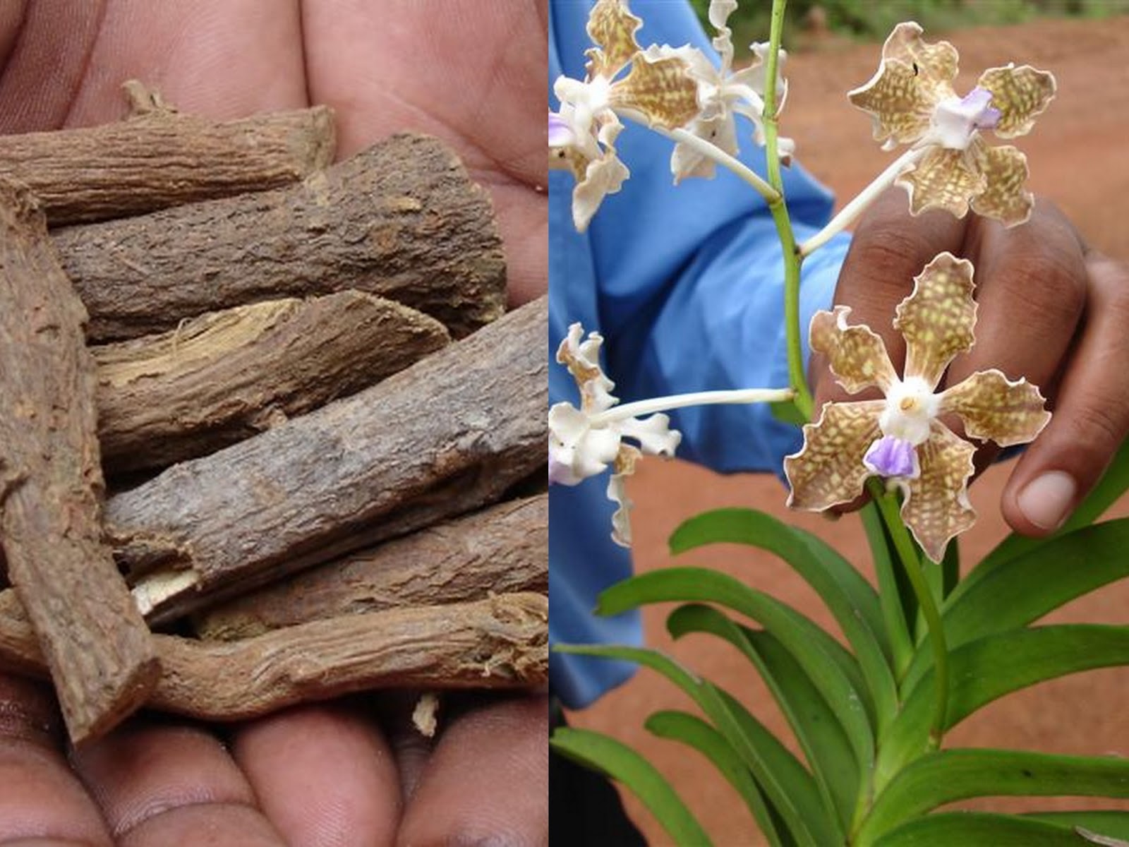 World Literature on Medicinal Plants from Pankaj Oudhia’s Medicinal