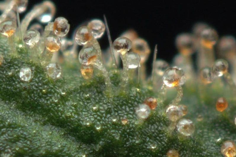 trichomes ต่อเรซิ่น ในกัญชา คืออะไร trichomes ว่าเป็นต่อมเรซิ่นและเป็น