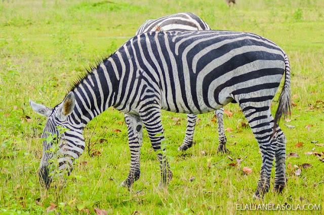 Coron | Calauit Safari Park & Pamalican Island (Natural Arts Travel and Tour) Palawan