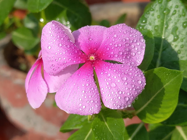 Pink Periwinkle with Water Drops