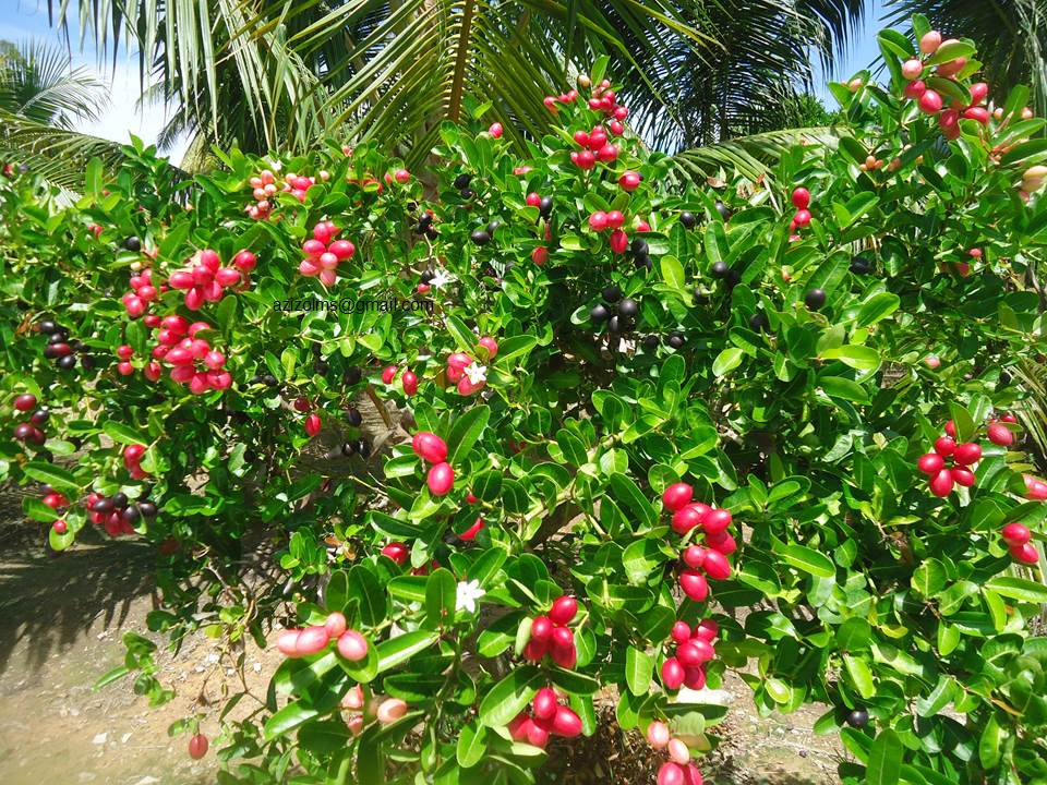 MACAM MACAM ADO CRANBERRIES KINI DI MALAYSIA?