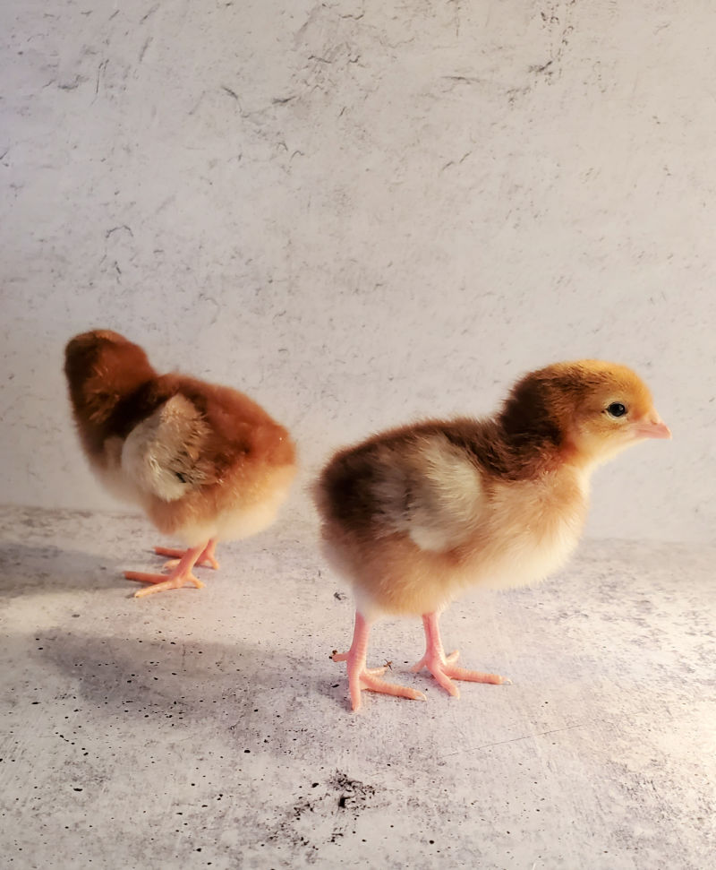 Mail Order Chicks The How, Why and When Fresh Eggs Daily® with Lisa