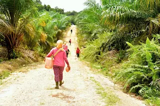 Palm oil collecting in Africa