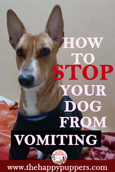 Why is your dog vomiting?