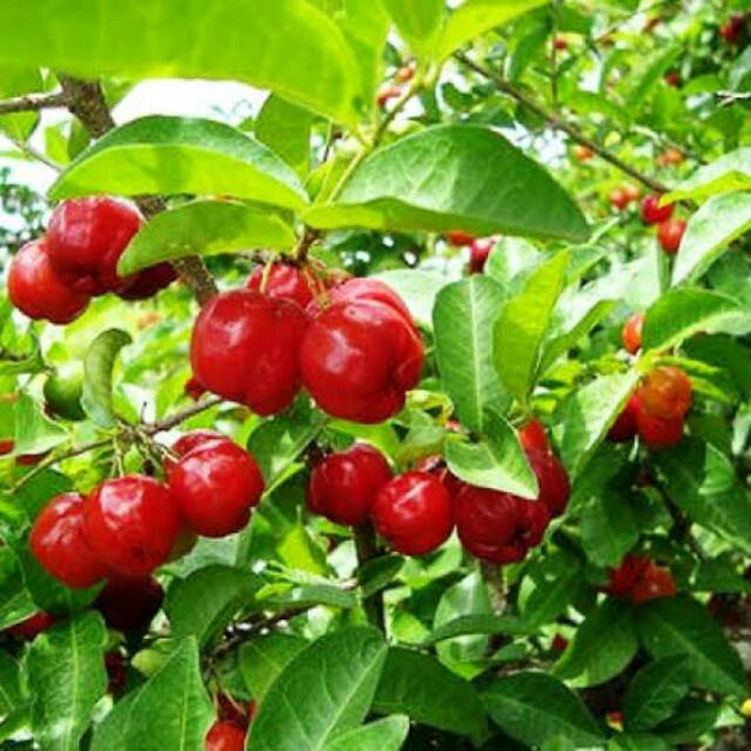 Плодовые почтой. Черри ciliegia. Барбадосская вишня фото. Ацерола фото. Как выглядит барбадосская вишня.