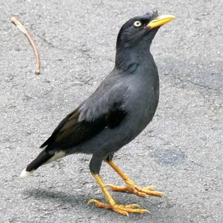 Mengenal Burung Jalak Kebo Hitam Ciri Ciri Dan Keunikannya