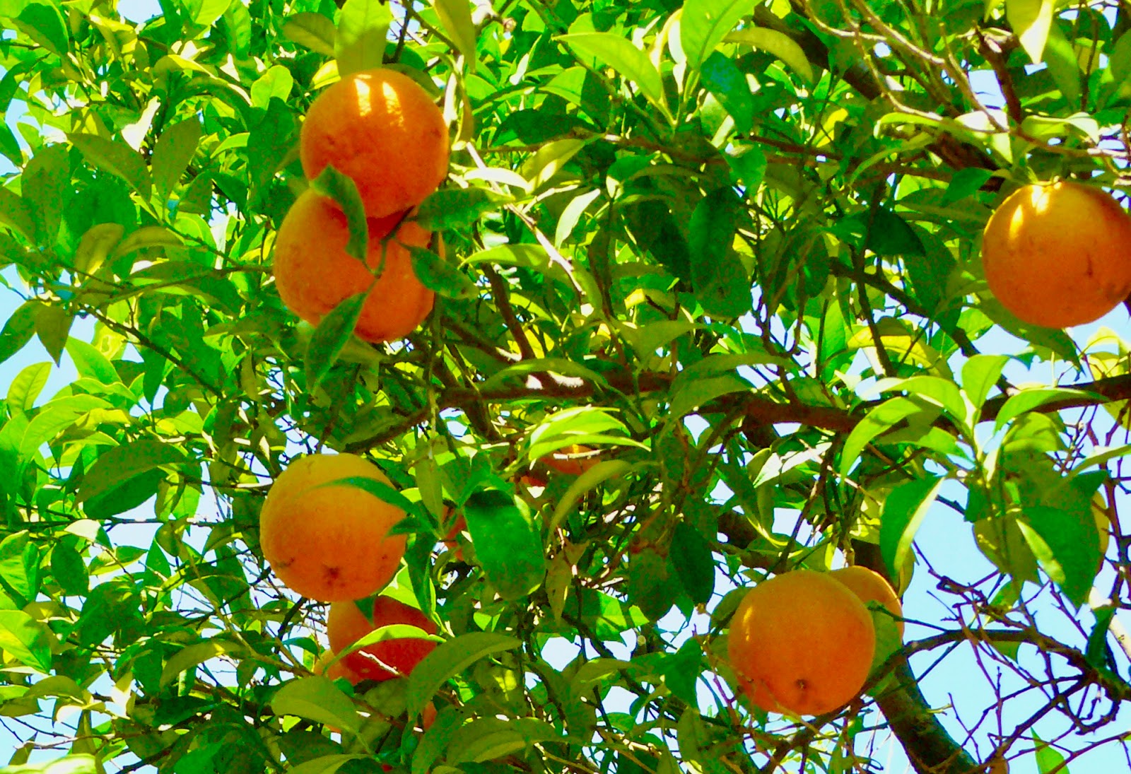 The Food Garden Group Blog Fruit Citrus in Tasmania