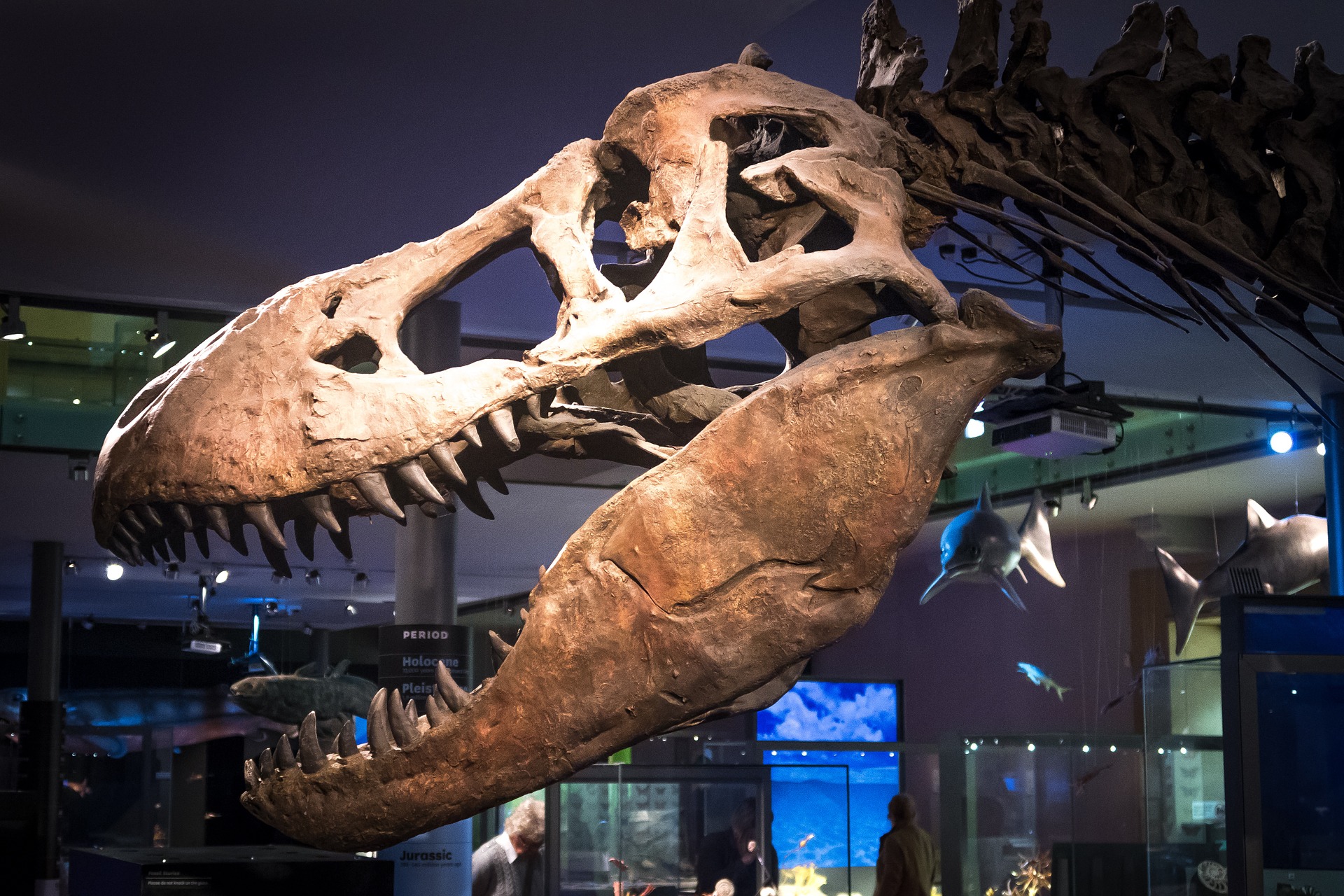 Palaeos, la historia de la Vida en la Tierra: 2021