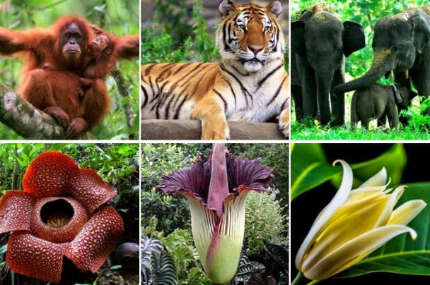 Jenis Jenis Flora Dan Fauna Di Indonesia Wikipedia - IMAGESEE