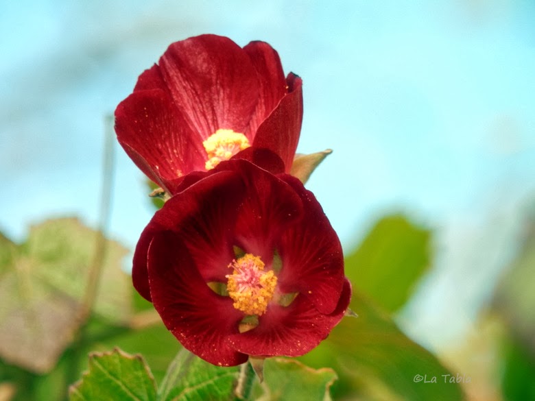 Abutilon 'Nabob'