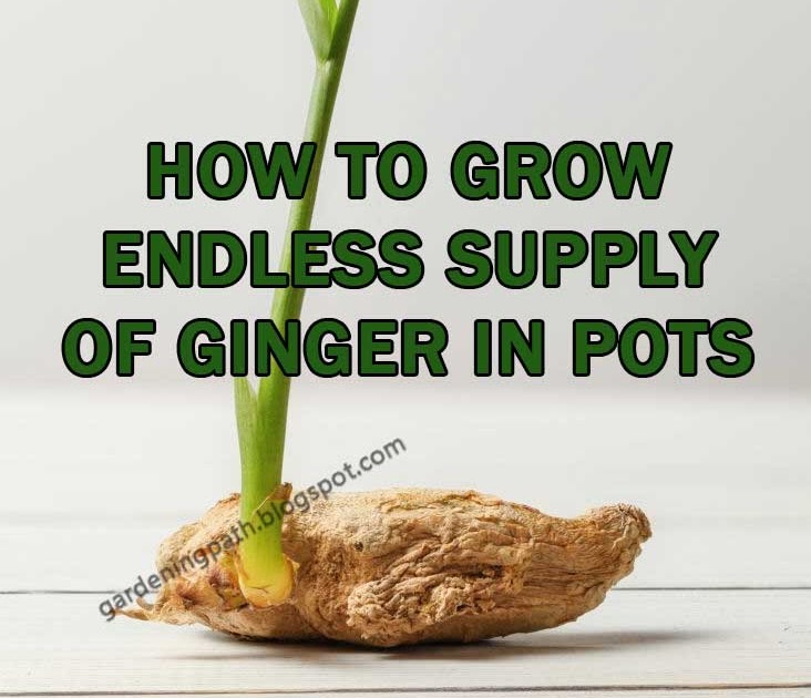HOW TO GROW ENDLESS SUPPLY Of GINGER IN POTS