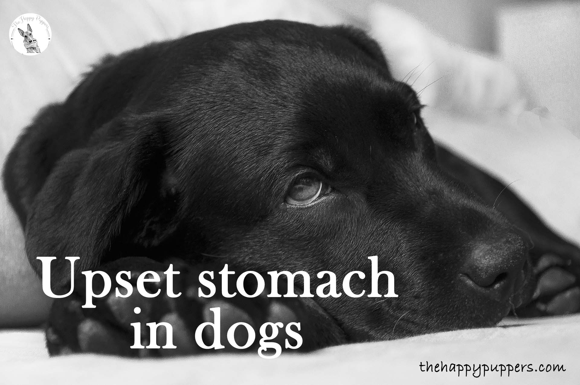 Upset stomach in dogs Upset stomach in dogs